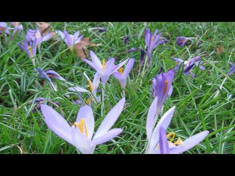 Vídeo: Naturalização de bulbos de açafrão - Como cultivar gramados de açafrão