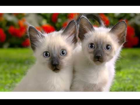 happy birthday twins! youtube hqdefault happy birthday twins! youtube