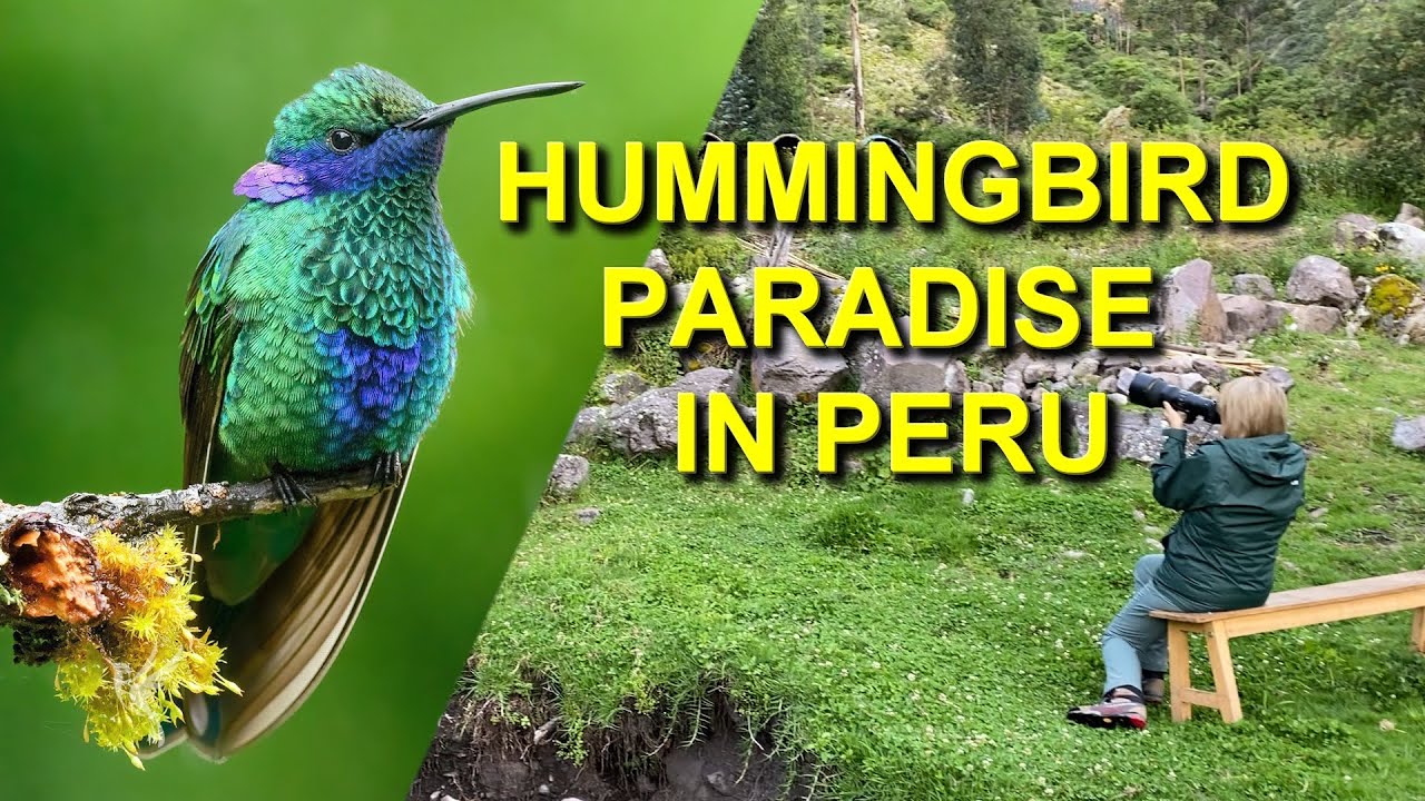 Тысячи колибри в лагере «Энсифера» в Перу