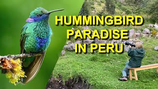 1000S Of Hummingbirds At Ensifera Camp In Peru