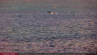 Caught on Camera: Dolphin leaping out of the water in Oahu (Apr 20, 2024)