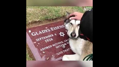 Wiley, the wolfdog, crying at Grandma Gladys' grav...