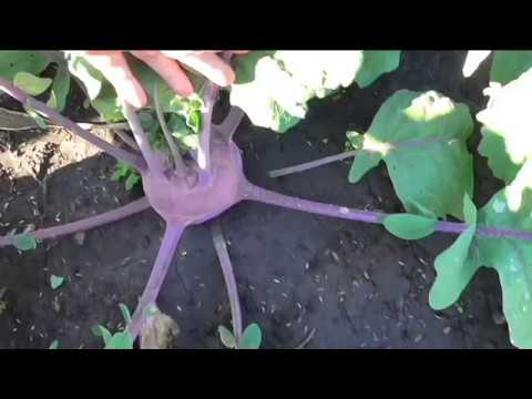 Как я выращиваю капусту кольраби
