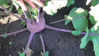 Как я выращиваю капусту кольраби