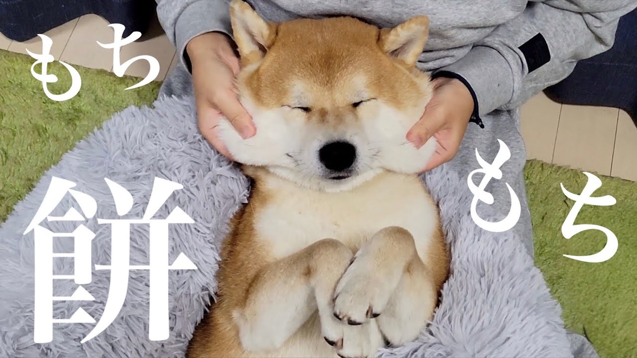 マッサージが気持ち良すぎて意識が飛ぶ柴犬が可愛すぎ
