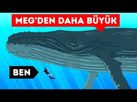 Video: Hayvan biyoloğuna ne denir?