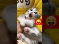 приколи про котиків україна приколи котики сміхота приколи про котиків україна приколи котики сміхота