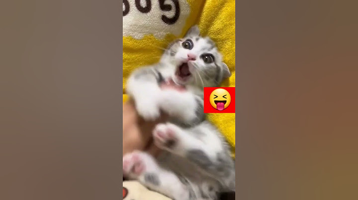 приколи про котиків😅🤣🤣🤣🤣🤣 #україна #приколи #котики #сміхота