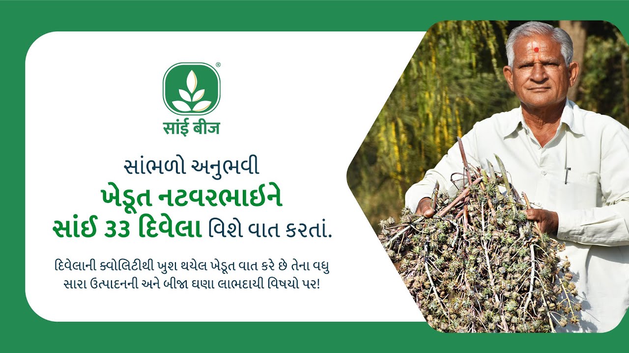 સાંઈ બીજ દિવેલાથી ખુશ થયેલ ખેડૂતનો અનુભવ