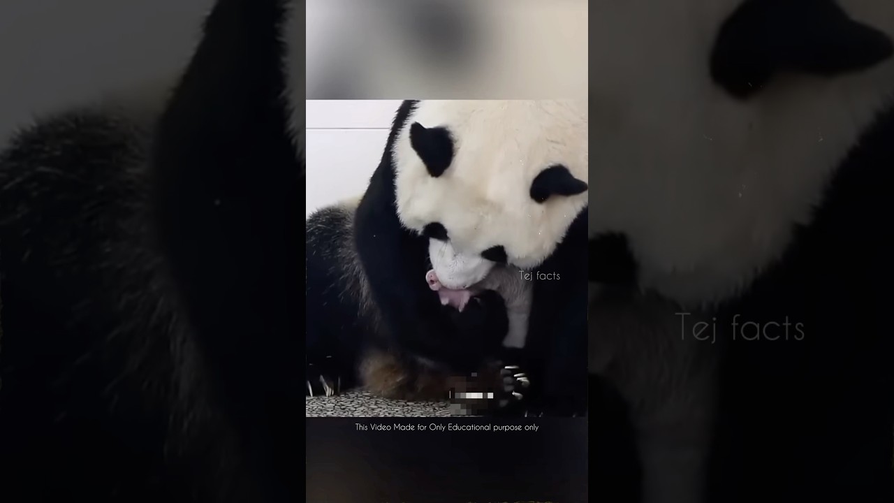 Why Panda Dont Feed One Baby 🐼 #telugufacts #amazingfacts #shorts #tejfacts