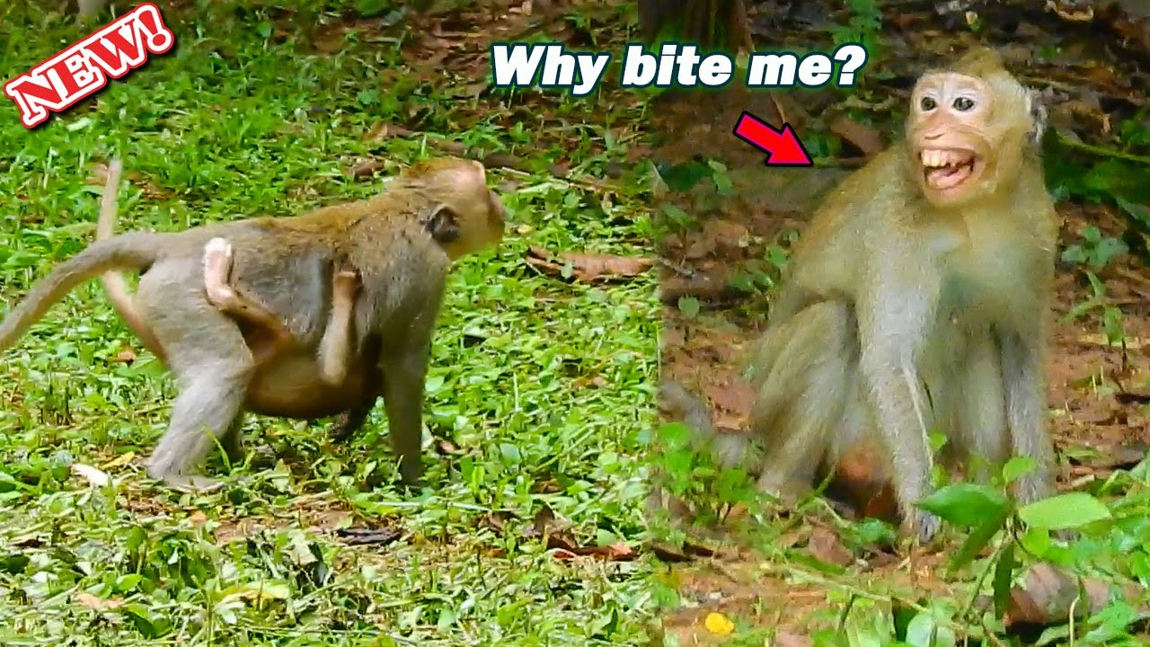 Abandon Elpida s-hocking scare! Suddenly Alberto fighting young female by no reason with hug Elpida