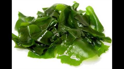 Algae - introduction