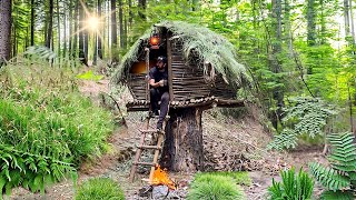 Building a Tree Hut | shelter on a tree stump