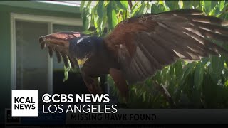 Search continues for second hawk stolen from outside SoFi Stadium