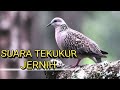 Suara Pikat Burung Tekukur Langsung Datang Jernih Mp3 - Mp4 Download