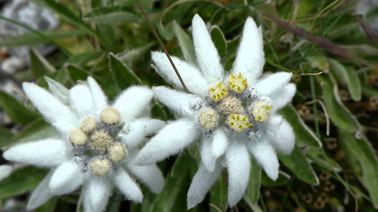 Edelweiß die Bauchwehblume - gesehen am Großsee 2417m. im Kleine Zirknitztal