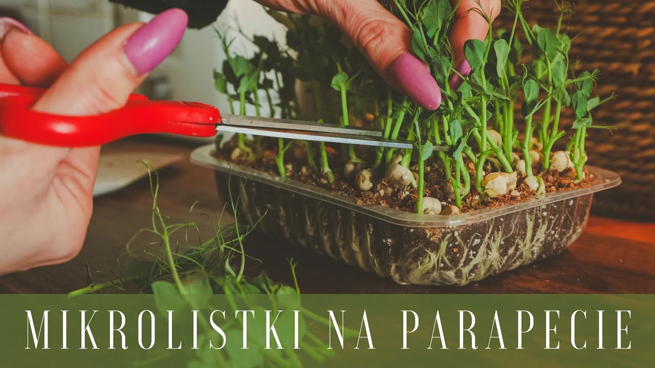 Uprawiaj własne warzywa bez chemii na zwykłym parapecie - co to są mikrolistki.