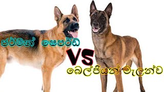 German Shepard VS Belgian Malinois Sinhala | ජර්මන් ෂෙපර්ඩ් VS බෙල්ජියන් මැලන්ව