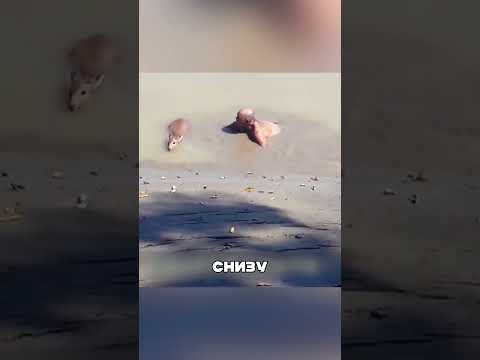 Герой вынес олененка на СУШУ 🦸♂️🦌🏖️