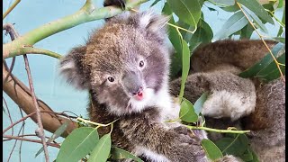 Surprising a Koala Hospital with $$$$  Volunteering Day in the Life