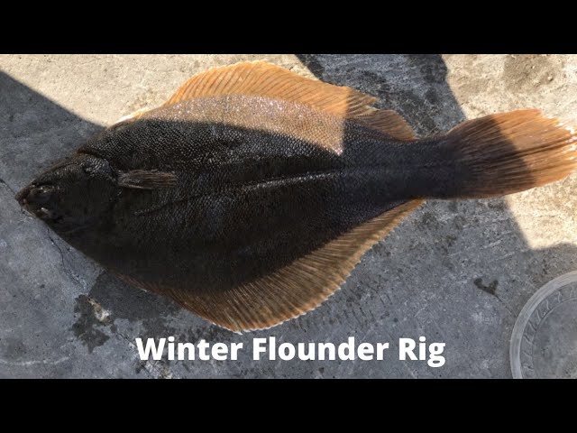 My Favorite Winter Flounder Rig! 