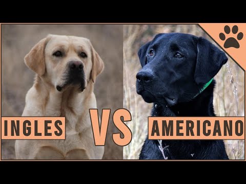 Video: Labradores Británicos vs. Labradores Americanos