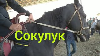 Сокулук мал базар/13.09.20/Жылкы базар,тай, кунан,бээ,чоң аттар/жаны кабар, jany kabar.