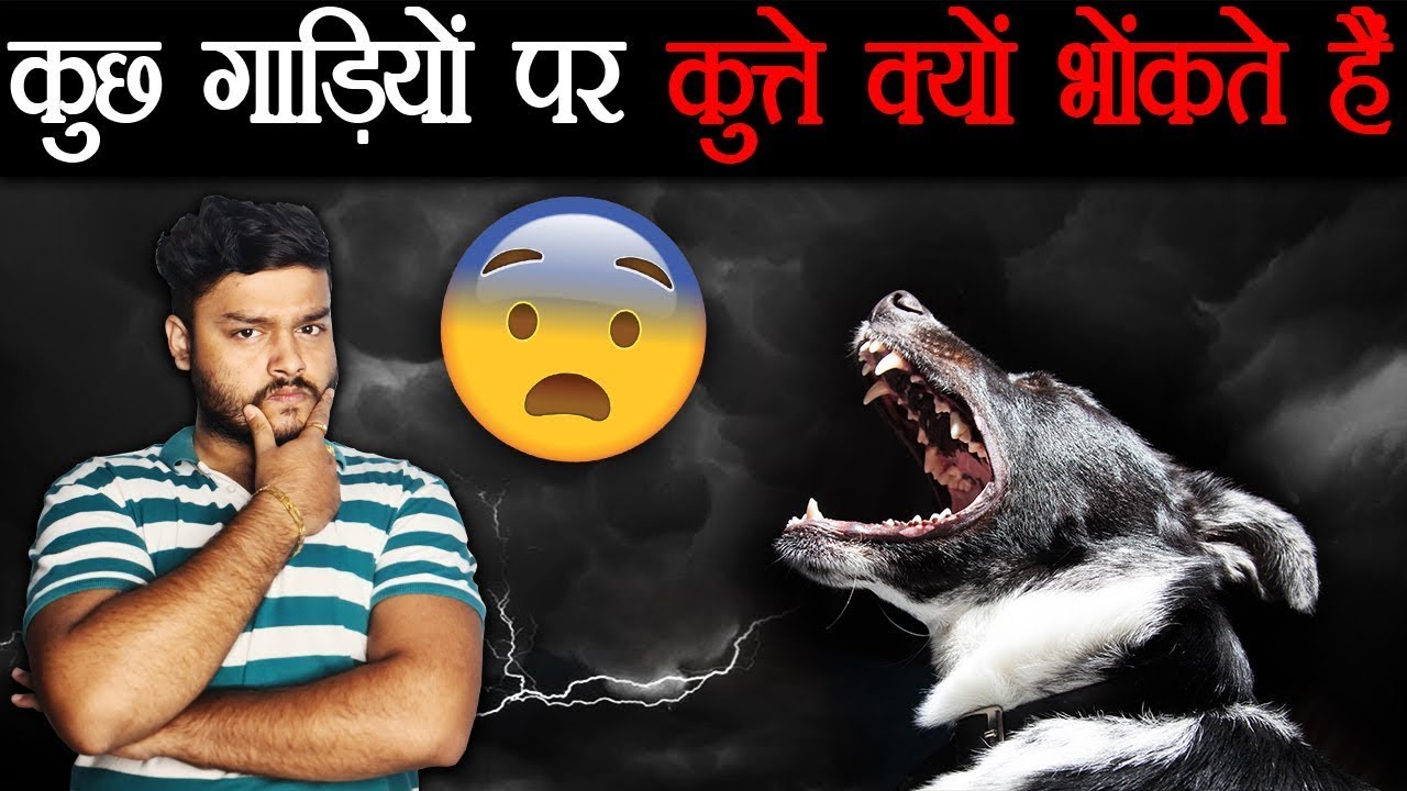 Kuttey Kuch Gaadiyon Ke Piche Kyun Bhaagtey Hain Dogs Social Colonies Explained kuttey kuch gaadiyon ke piche kyun bhaagtey hain dogs social colonies explained