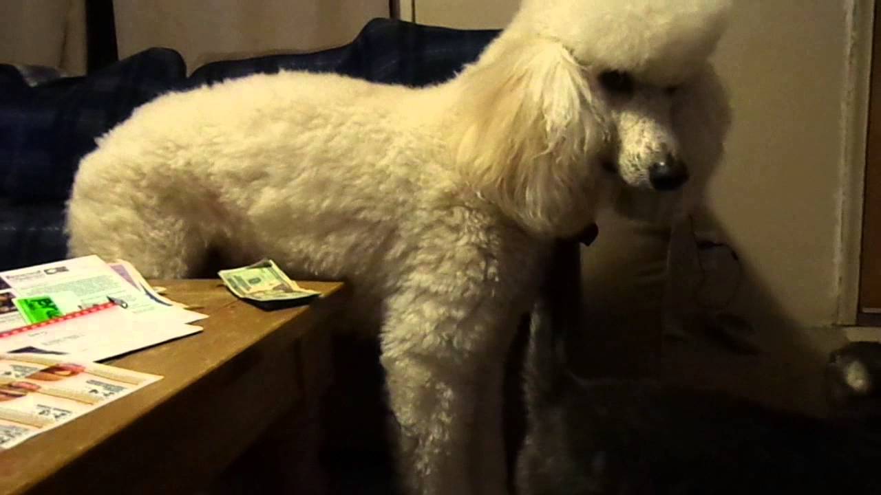 Standard Poodle First Signs of Bloat - YouTube