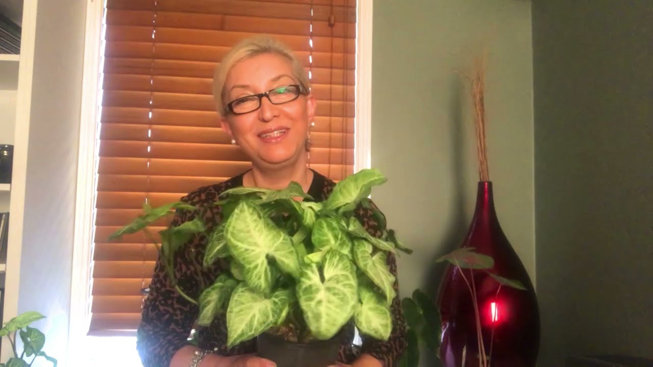 SİNGORYUM/SYNOGONIUM/OK BAŞI SARMAŞIĞI MELEK KANADI bakımı sulaması çoğaltılması ışık püf noktaları