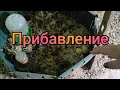 Что подстелить утятам на подстилку? И нудное летнее занятие.