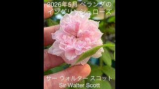 【2026年5月 ベランダのイングリッシュローズの一番花「サーウォルタースコット」】david austin roses first bloom in balcony garden