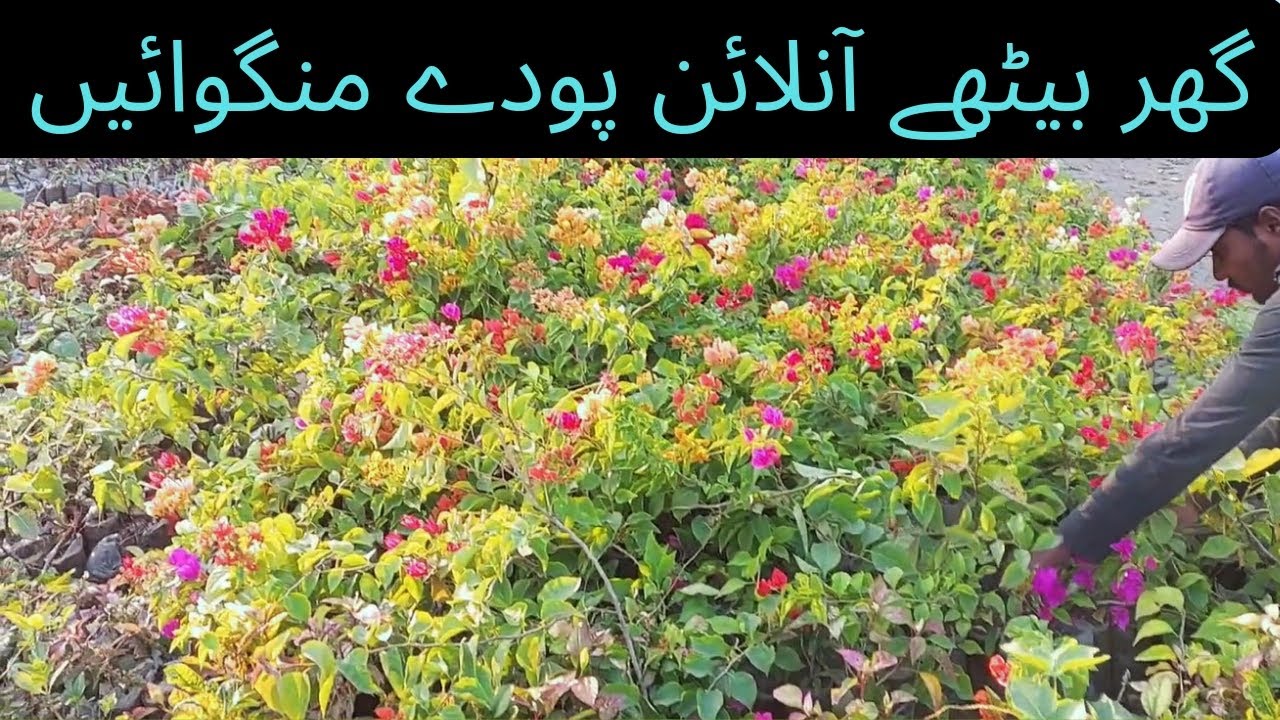 Online plants shopping in hyderabad plants foodfinder