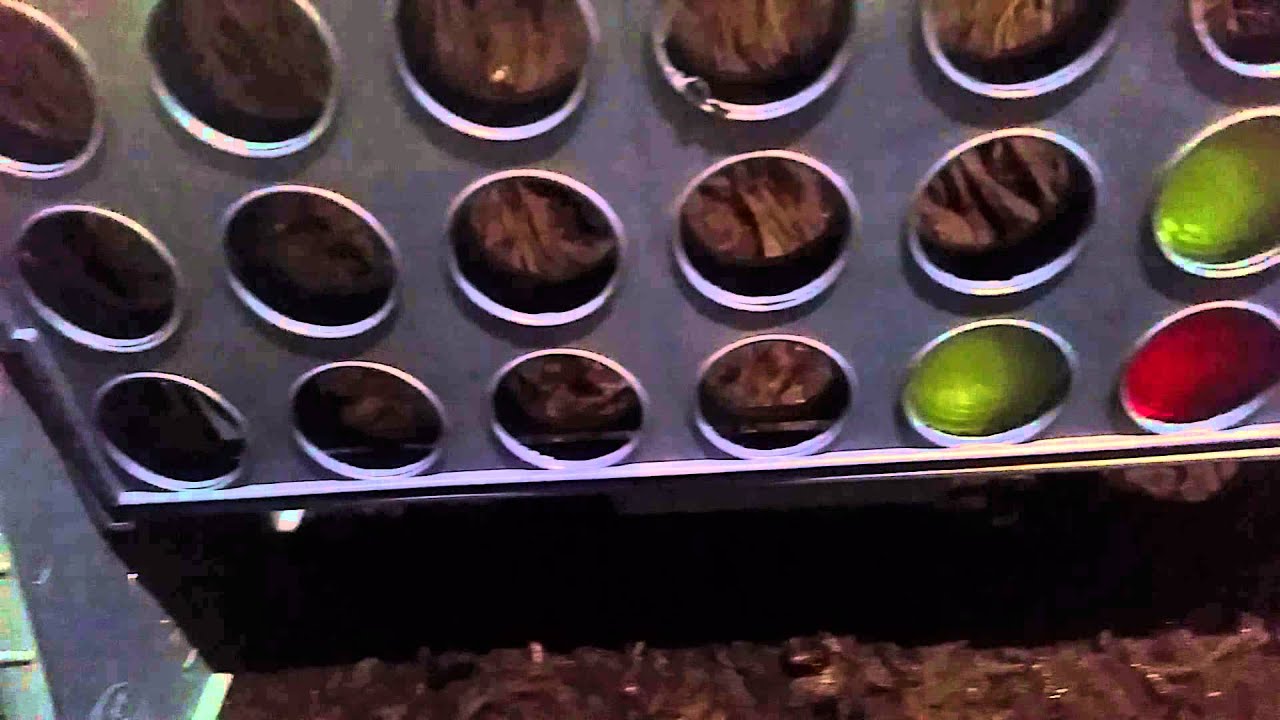 لعبه  wln'ln four