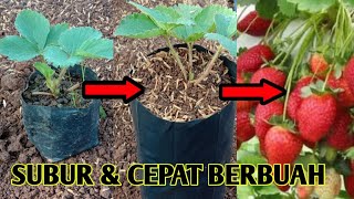 MEDIA PALING SUBUR OPER POLYBAG STAWBERRY || Strawberri Cepat Berbuah (perkebunan)