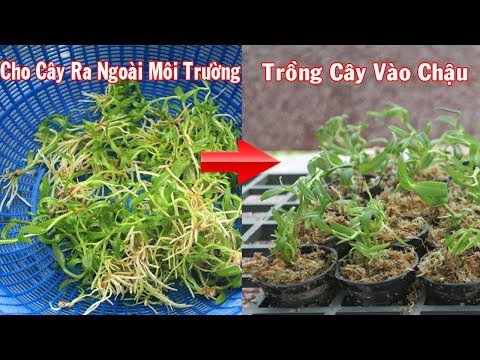 Hướng Dẫn Trồng Phong Lan Cây Con Giống Cấy Mô | Foci