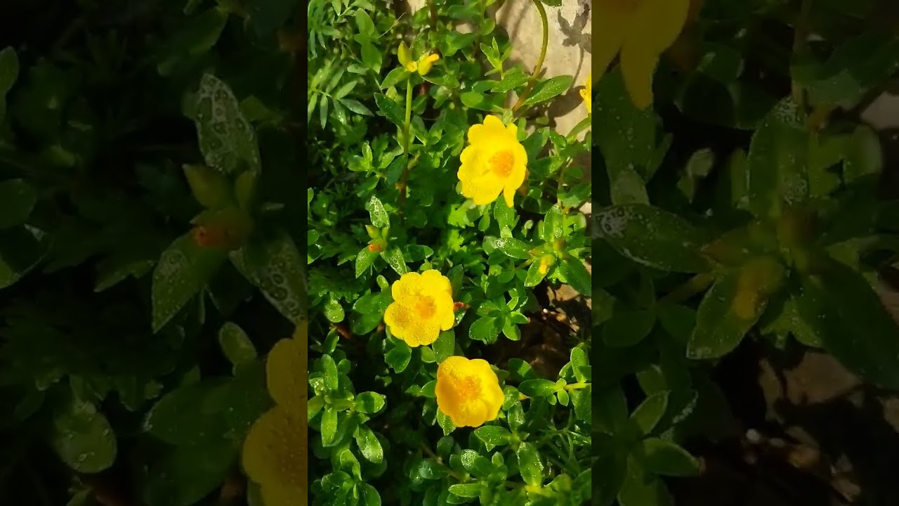 beautifull summer flowers 