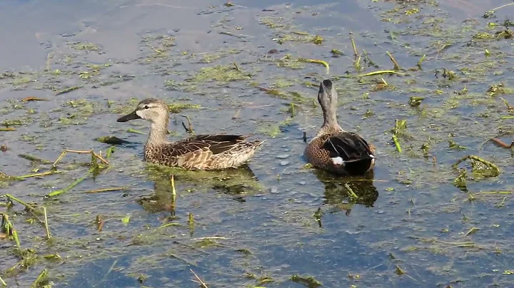 Blue Winged Teal Ducks Launch from Water & Common Moorhen Stands on Reeds at Lake Apopka Wildlife