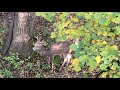 Venado cola blanca la cacería perfecta cacería y pesca con polo