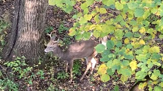 Venado cola blanca la cacería perfecta cacería y pesca con polo