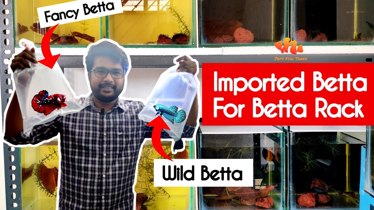 Unboxing New Imported Wild & Fancy Betta for Our Betta Rack - Tamil ...