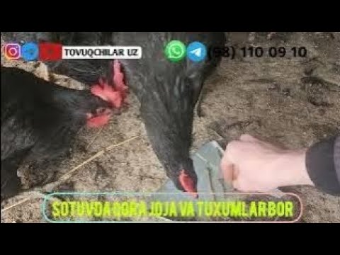 Anal sikish Xotin ozini yalangoch holda korsatadi