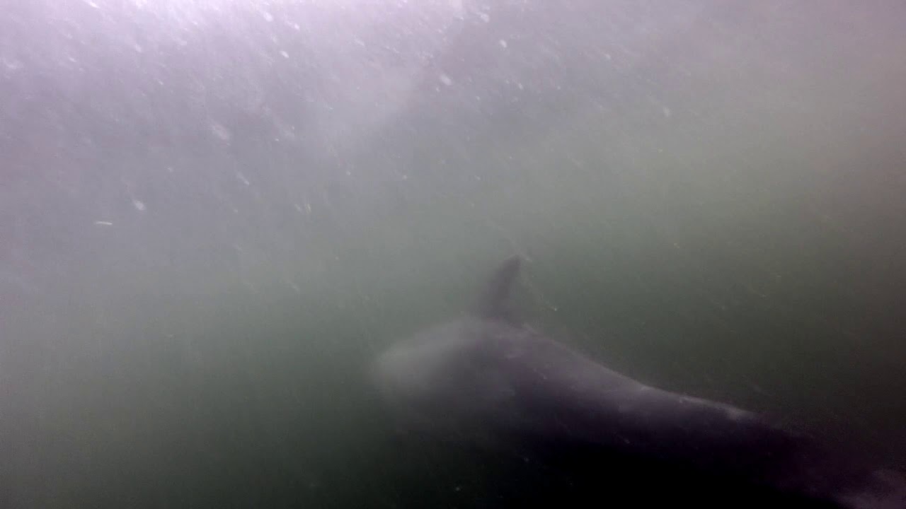 Delfin i Svendborgsund D.20/10-2019.