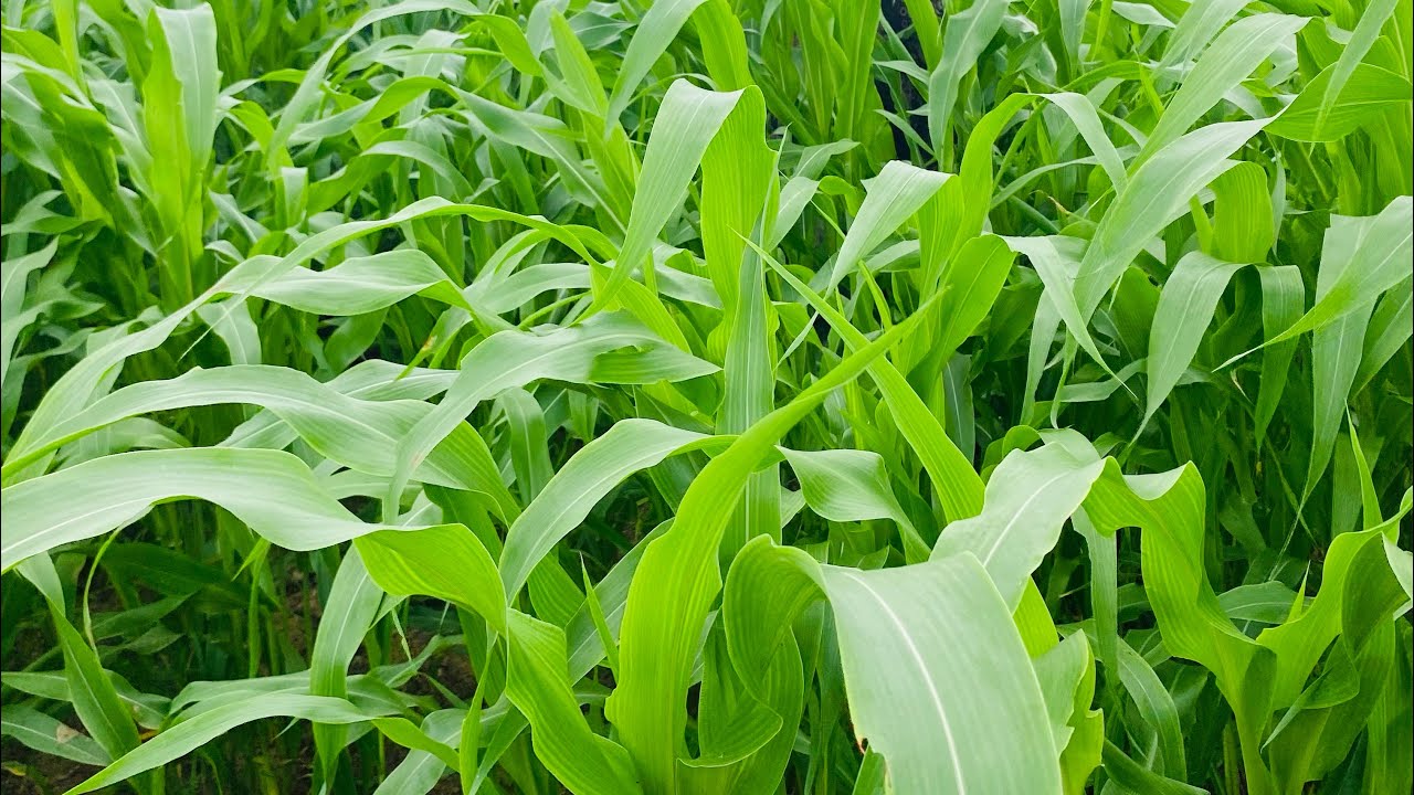 Aadha adhuraa vlog 😂