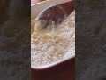 作業5分で作れる♪ダッチブレッドの作り方