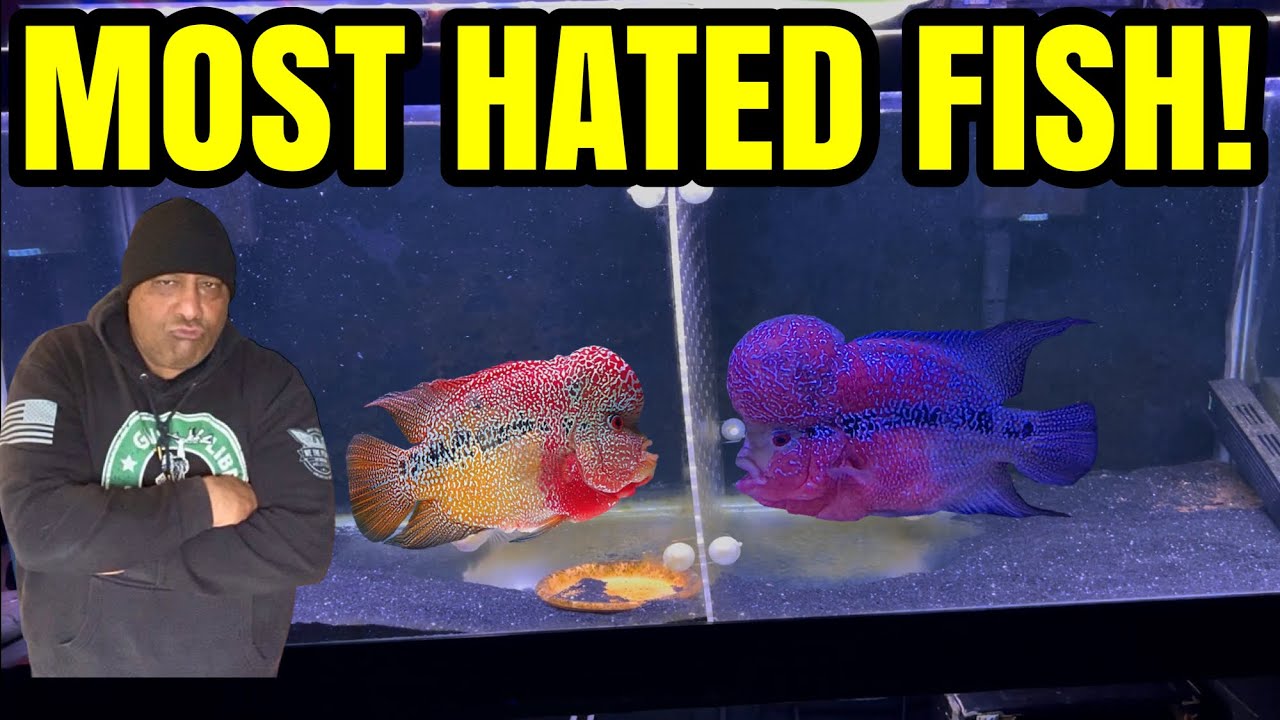 Почему цихлиды Флауэрхорн считаются самыми ненавистными рыбами!