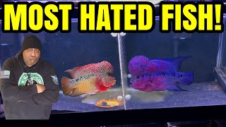 Why are Flowerhorn Cichlids The Most Hated Fish!
Why are Flowerhorn ciclhilds the most hated fish in the aquarium hobby, they are a
Cross breed between 3 types of aggressive cichlids,
we dive deep into the details of this strange, unusual amd unique fish
Promo Code
“Ohana”
get 10% off
AQUARIUM/REPTILE DEPOT
SHOP ON LINE
https://depotpet.shop/?fbclid=PAAaZ7k3ZPsoQvWNvtunjtqu5E6nZSTCylbekxfebk9HByt7wX0Dgzu20n_RM_aem_AZblC5ziImgmnSE1ffQmvEsvwA3ZMKJe1DSphtqJHDcC_yxg4O0ZBjInd45YMtdFmns
YouTube
https://www.youtube.com/channel/UCvATv4gp3ZR9jXI1wBt7INg
INSTAGRAM
https://instagram.com/aquariumdepot?utm_source=ig_profile_share&igshid=1dui40ayjrqox
FACEBOOK
https://www.facebook.com/AquariumDepot/
Tancho Sanke Fund
Raising funds to purchase a Tancho Sanke and create content on it, Thank you for your Love and Support much Mahalo
🤙🏽VENMO
https://venmo.com/u/Mel-Marasco
🤙🏽PAYPAL
https://www.paypal.me/hawaiiheat
KOI ENTERPRISE
Download Free App
Order Minn Finn
Hey! Use code TVGGREF for $15 off your first purchase on the Koi Enterprise App!
APP
https://koienterprise.commentsold.com/links
IG
https://instagram.com/koidealer?utm_medium=copy_link
FACEBOOK
https://www.facebook.com/koienterprise/
TIKTOK
https://vm.tiktok.com/TTPd2WBYYF/
WEBSITE
http://www.koienterprise.com/
MOUNTAIN TREE
Questions
To Purchase MT products EMAIL👇🏽👇🏽
info@wave-point.com
WEBSITE
https://www.imountaintree.com/
EMAIL 4@imountaintree.com
IG
https://instagram.com/mountaintreegroup?igshid=NTdlMDg3MTY=
YOUTUBE
https://youtube.com/@mountaintreegroup?si=acHD5ZsbyIJFeHkI
COAST FISH CLUB
https://www.instagram.com/coastfishclub?igsh=NTc4MTIwNjQ2YQ
HYGGER/AQQA
Website
https://www.shareasale.com/r.cfm?b=1856999&u=2996627&m=115814
YOUTUBE
https://youtube.com/channel/UC2R9_PDKg_d3C9iOq8OTtWA
IG
https://instagram.com/hyggeraquarium?utm_medium=copy_link
MICROBE-LIFT
https://microbelift.com/
IG
https://instagram.com/microbelift?igshid=MzRlODBiNWFlZA
YouTube
https://youtube.com/@microbeliftproducts?si=WGr5IGP1DIlcqAv-
SICCE
PLAYLIST
https://youtube.com/playlist?list=PLpHw9_vsV8hvS8rnUu8-B2PmlJuDKtC3c
IG
https://instagram.com/sicceus?utm_medium=copy_link
WEBSITE
https://www.sicce.com/it/
POND DIGGER SIGN VIDEO
https://youtu.be/Tb-EfelKjTA?si=C0l4u9yJc8FhL4Tw
THE POND DIGGER
LINKTR.EE
https://linktr.ee/theponddigger?fbclid=PAAab_Tot5W-z_TWKZA4aRr-HOj0zx7vkycBAB6z4YZuSvB-yTFVsHXneXZio
THE POND DIGGER PODCAST
https://podcasts.apple.com/us/podcast/the-pond-digger-podcast/id1439751720
HELIX SKIMMER
https://youtu.be/FgKeJOzoGwI
MEDAKA LAIR
https://www.instagram.com/the.medaka.lair?igsh=NTc4MTIwNjQ2YQ
NOLANS AQUARIUM
YouTube
https://youtu.be/-CqgVqth3jE
IG
https://instagram.com/nolansaquariumco?utm_medium=copy_link
WEBSITE
https://nolansaquarium.co/
MINN FINN
Playlist
https://youtube.com/playlist?list=PLpHw9_vsV8hupoimpyNuNX5abt6Gc1Jlo&si=4aC4THEOjSPp_L-0
PAUL CURTIS
http://Www.MinnFinn.com
Literature
Calculator
ULTRA FRESH
Instagram
https://www.instagram.com/ultrafresh.usa?igsh=MzRlODBiNWFlZA
YouTube
https://youtube.com/@ultrafresh-shrimpdelight?si=DayfoRGcEyd7vt_s
ISLAND SILVER CROWNS
IG
https://instagram.com/islandsilvercrowns?utm_medium=copy_link
WEBSITE
https://www.islandsilvercrowns.com/
Follow Me!!
🤙🏽Subscribe 👉🏽🔴Youtube
https://www.youtube.com/user/kainoahuleia
🤙🏽Instagram
https://www.instagram.com/haynfishkeeper/
Ha Y N Fish Keeper MERCH
COMING SOON!!
📹WEEKLY VIDEOS📹
Ha Y N Fish Keeper Playlists
🐠 POPULAR UPLOADS
https://www.youtube.com/playlist?list=PLE0EA763684EEA34D
MUSIC Outro
Na Hana Hui A Maui
Mark Keali’i Hoʻomalu
(I do not Own the rights All rights the owner)
https://youtu.be/JKms_AtWWzs Why are Flowerhorn Cichlids The Most Hated Fish!