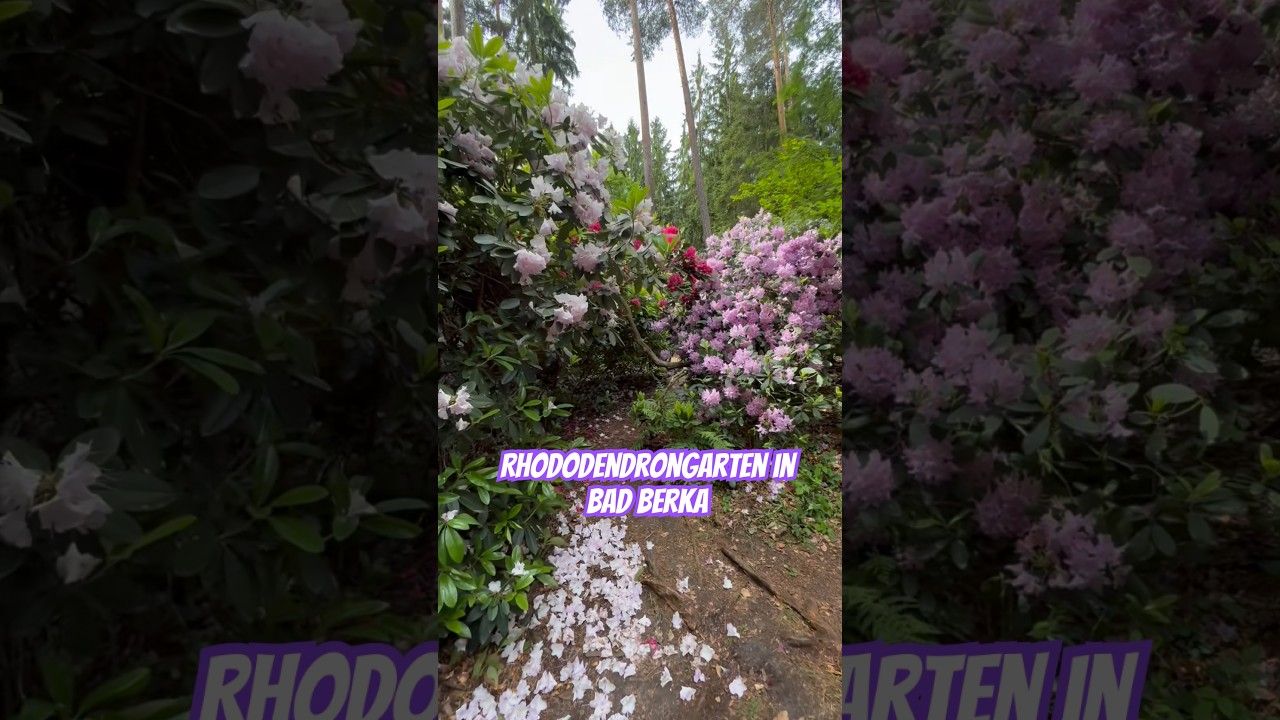 Rhododendrongarten in Bad Berka  #deutschland #thringen #BadBerka  #germanytourism #germany - YouTube