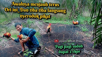 ori awalnya tidak mauh dekat_dan tiba tiba ori langsung menerjang pikat