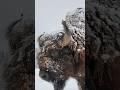 Why Bison Kill More Than You Think#shorts